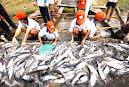 アメリカ商務省、チャとバサ魚に対する反ダンピング税率を発表