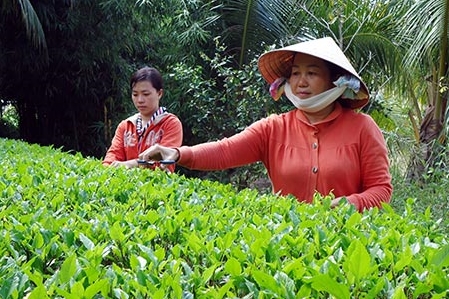 ハウザン省、ダイタイン村の新農村作り