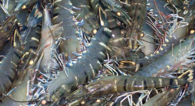 ベトナムエビの反ダンピング税の適用をめぐる問題