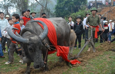 テイ族のロントン（Long Tong）祭り