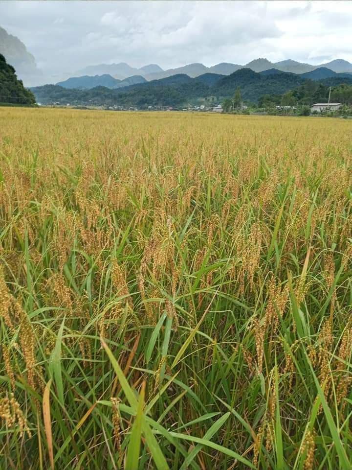ソンラ省ムオンバ村のもち米