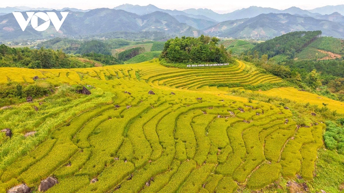 国境の里に響く収穫の喜び──クアンニン省の「新米祭り」