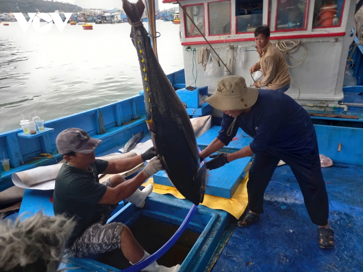 漁師たちの遅れてきた正月、大漁の喜びとともに