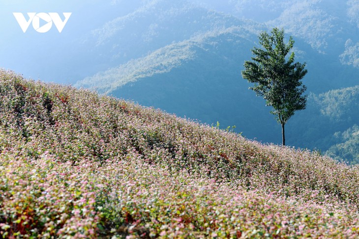 Hà Giang en pleine saison de fleurs de sarrasin