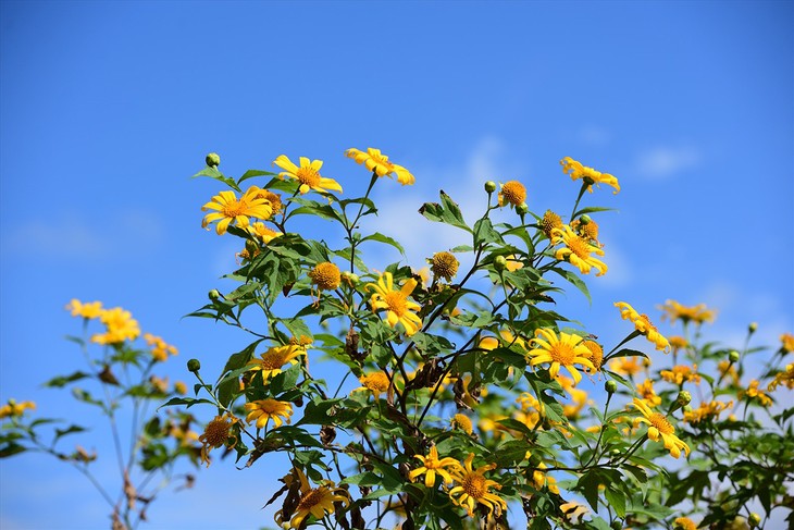 Les tournesols mexicains fleurissent sur le volcan Chu Dang Ya