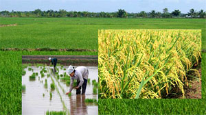 La riziculture: clef de la sécurité alimentaire au Vietnam