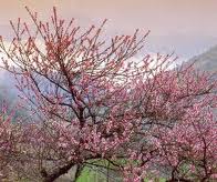 Les souhaits du Nouvel An