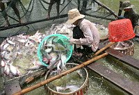 Les Etats-Unis réduisent la taxe anti-dumping sur le panga vietnamien