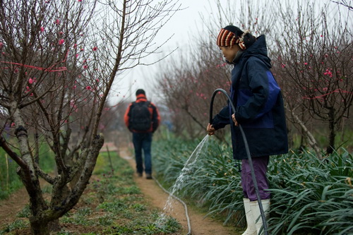 Momen musim semi di desa bunga Nhat Tan