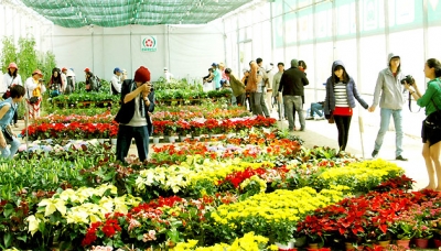 “Surga musim Dingin” di kota Da Lat