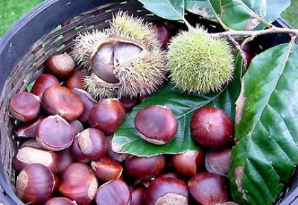 Orang etnis Tay mencapai kesejahteraan dengan pohon berangan