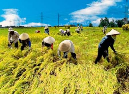 Konferensi ke-8 pengurus pusat, angkatan ke-5 Himpunan Tani Vietnam