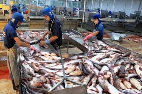 Eksport ikan patin di provinsi-provinsi di daerah dataran rendah sungai Mekong meningkat.
