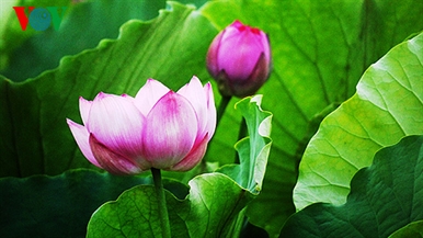 Lotus im Westsee am frühen Morgen