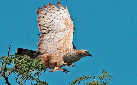 Das Dong Nai-Biosphärenreservat: wertvolle Perle der Natur
