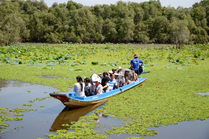 Der Tra Su-Cajuput-Wald in An Giang