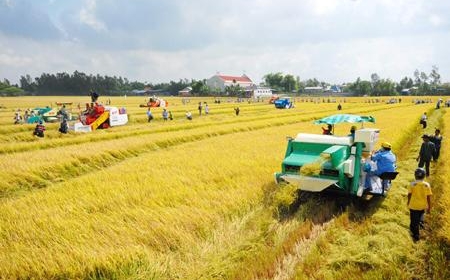 Verbreitung des Modells “große Felder”