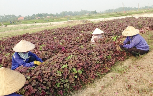 Schwerpunktgebiete für landwirtschaftliche Produktion in Quang Ninh