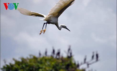 Störche-Garten Bang Lang – Symbol der Naturlandschaft im Süden