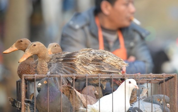 Sechs weitere Infektionsfälle mit dem Vogelgrippe-Virus H7N9 in China gemeldet