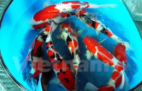 Vinh Long kooperiert mit israelischen Unternehmen in Landwirtschaft mit Hochtechnologie