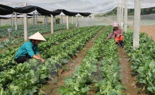 Zusammenarbeit von Nam Dinh und Miyazaki im Landwirtschaftsbereich