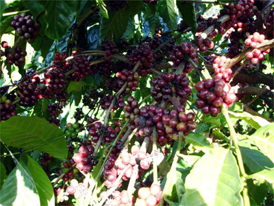 Export von Land- und Forstwirtschaftsrodukten erreicht im ersten Halbjahr über 15 Milliarden Dollar