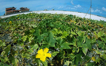 truong sa - khat vong tuoi tre uom mam dao xanh hinh 15