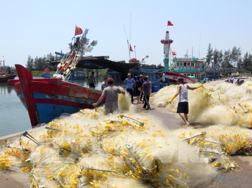 Pêche INN: Danang cherche à assurer la traçabilité des produits capturés