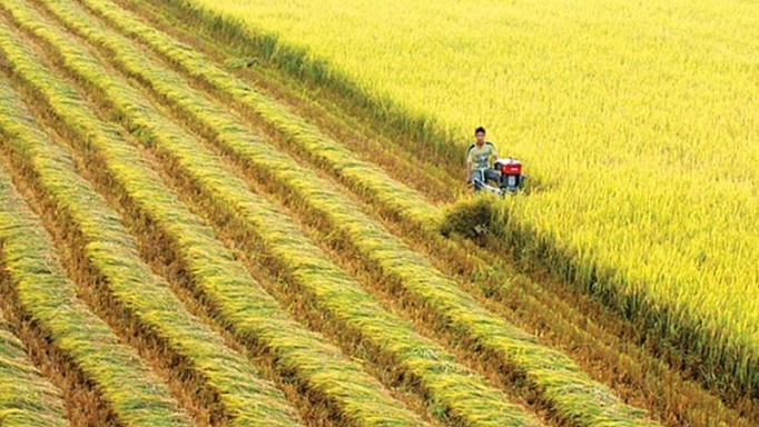Un engagement de la Suisse pour la riziculture du Vietnam