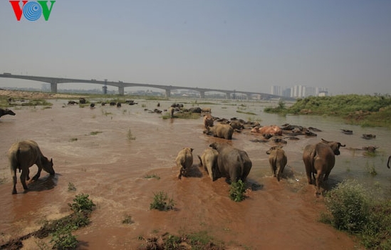 Wasserbüffel unter der Vinh Tuy-Brücke