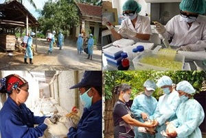 Vietnam ist bereit für den Kampf gegen die Vogelgrippe-Virus H7N9