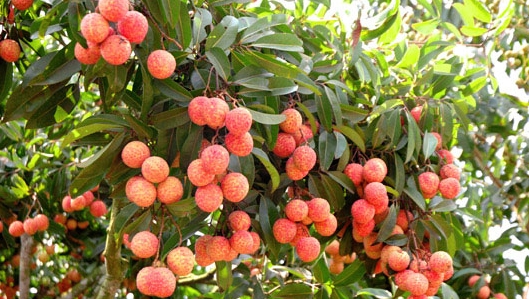 Vietnam begrüßt Importlizenz für vietnamesisches Obst durch USA