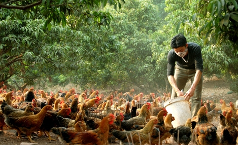 Modell zur Armutsbekämpfung im Kreis Long Thanh