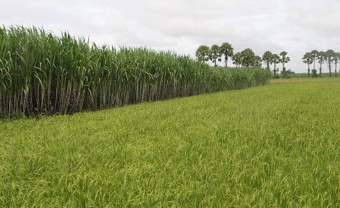 Volksgruppe Khmer entwickelt Wirtschaft durch Pflanzenwechsel