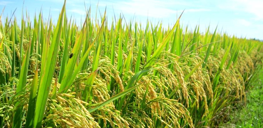 Vereinbarung zwischen Bauernverbänden Vietnams und Deutschlands bis 2017