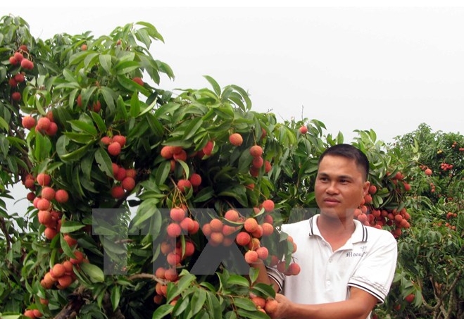 Litschi aus Vietnam nach Kanda exportiert