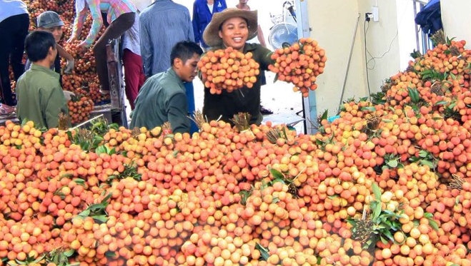 “Tag der vietnamesischen Litschis” in Australien