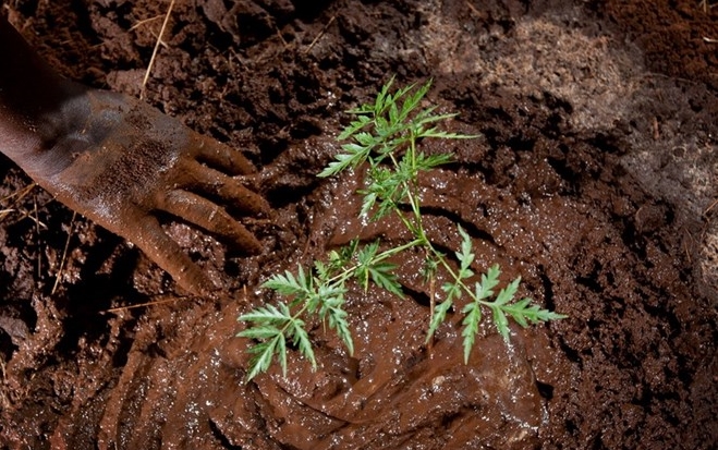 Afrikanische Staaten planen 100 Millionen Hektar neuen Wald anzupflanzen