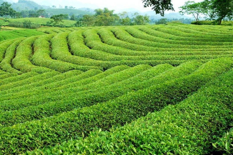 Wiederbelebung des Markenzeichens “Grüntee An Bang”