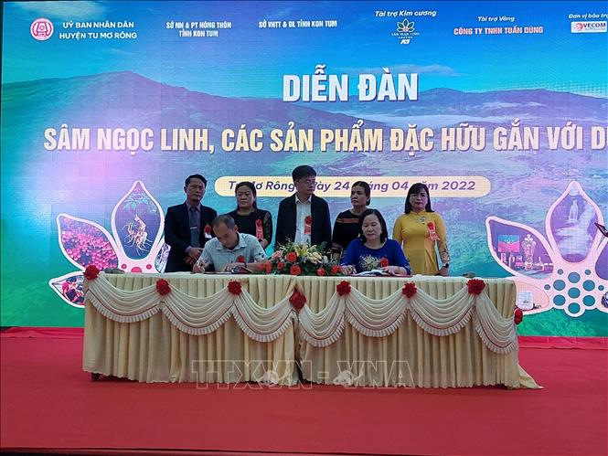 Provinz Kontum entwickelt Ngoc Linh-Ginseng zu touristischem Produkt