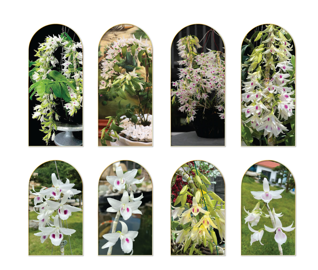 Mehr als 3000 Orchideen beim Fest der Orchideen 2022 vorgestellt