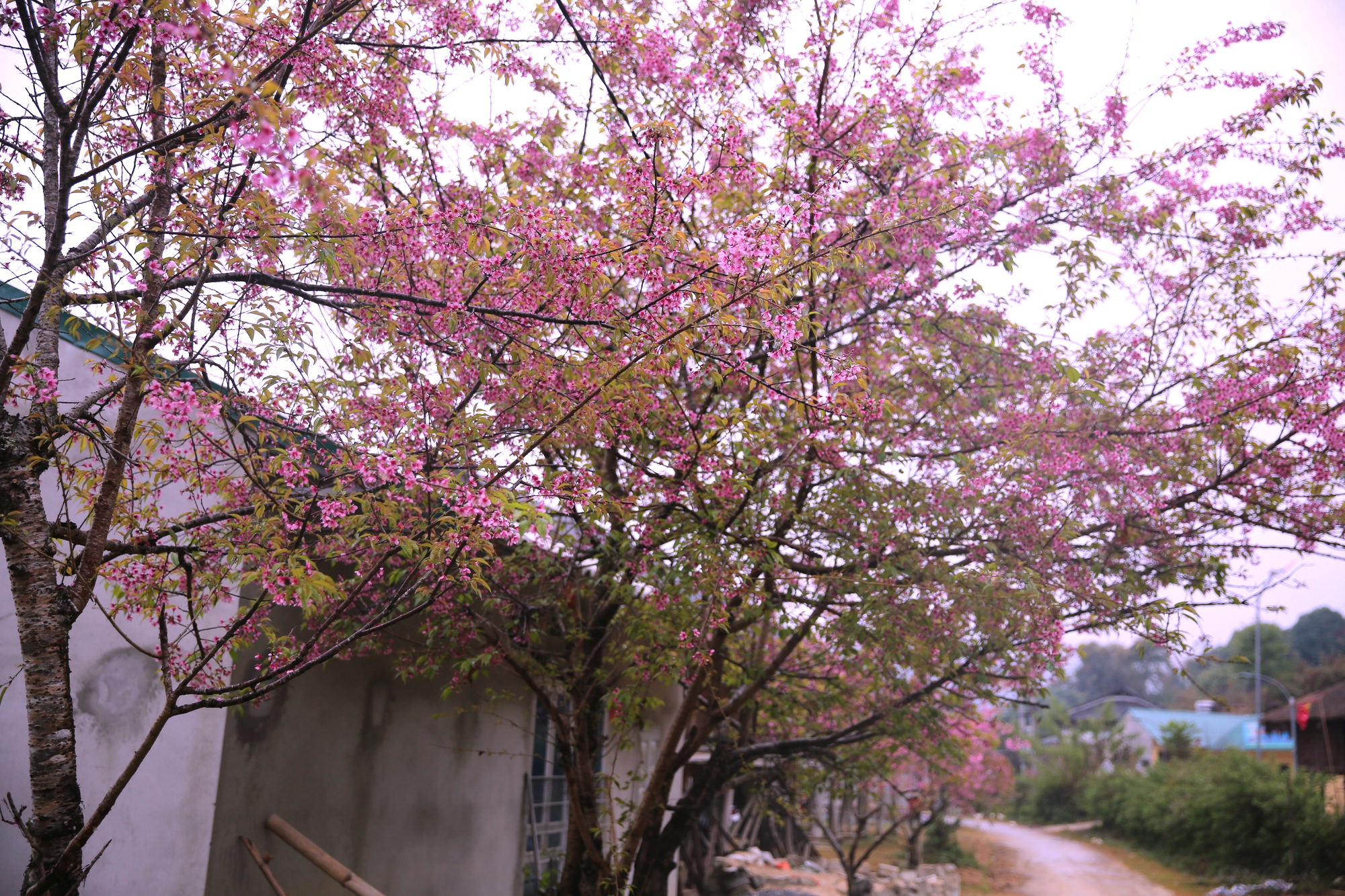 Erstmals To Day-Blumenfest in Mu Cang Chai