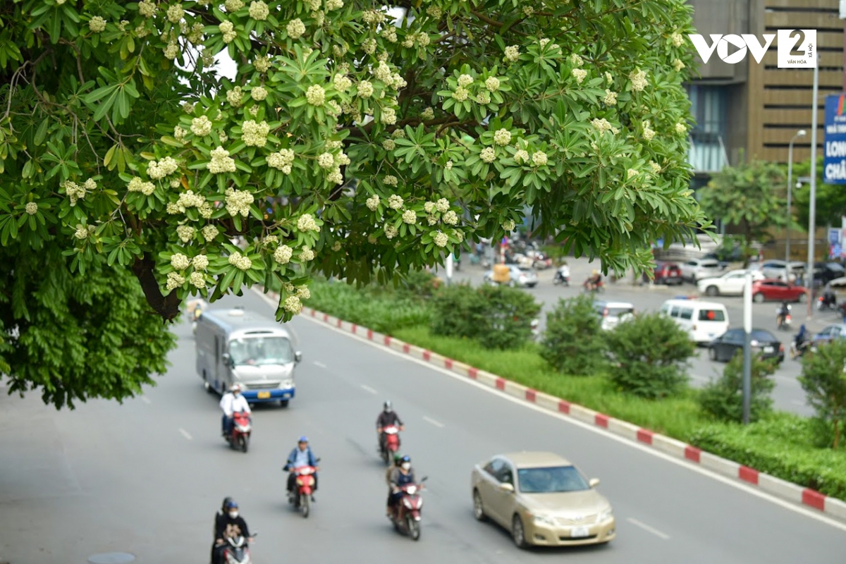 Hanoi – Manisnya Aroma Bunga Pulai