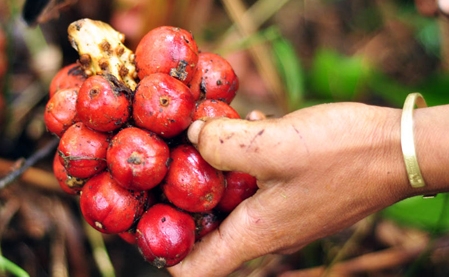 Сезон кардамона в горном районе Нам Канг