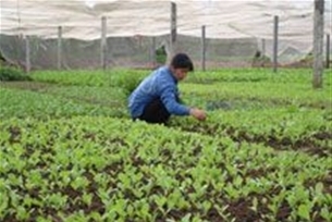 Деревня по выращиванию овощей Тхюи Линь