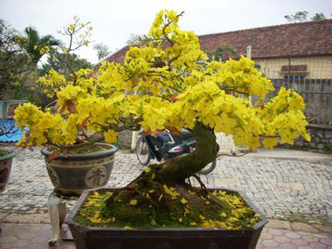 Деревня по выращиванию декоративных абрикосов у лагуны Тамзанг