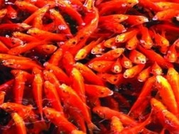 Деревня по разведению карпа для приношения Домовому