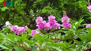 В Ханое расцветает лагерстрёмия