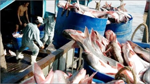 Сенат США решил отменить программу по контролю над производством сома пангасиуса